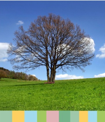 Laubbaum auf einer grünen Wiese der Stadt Hilchenbach
